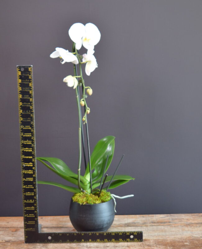 Single Beauty Orchid Planter