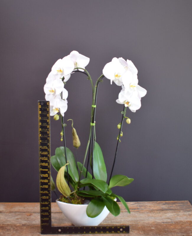 Double Beauty Orchid Planter