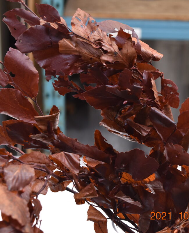 BEECH LEAVES PRESERVED BROWN 250g