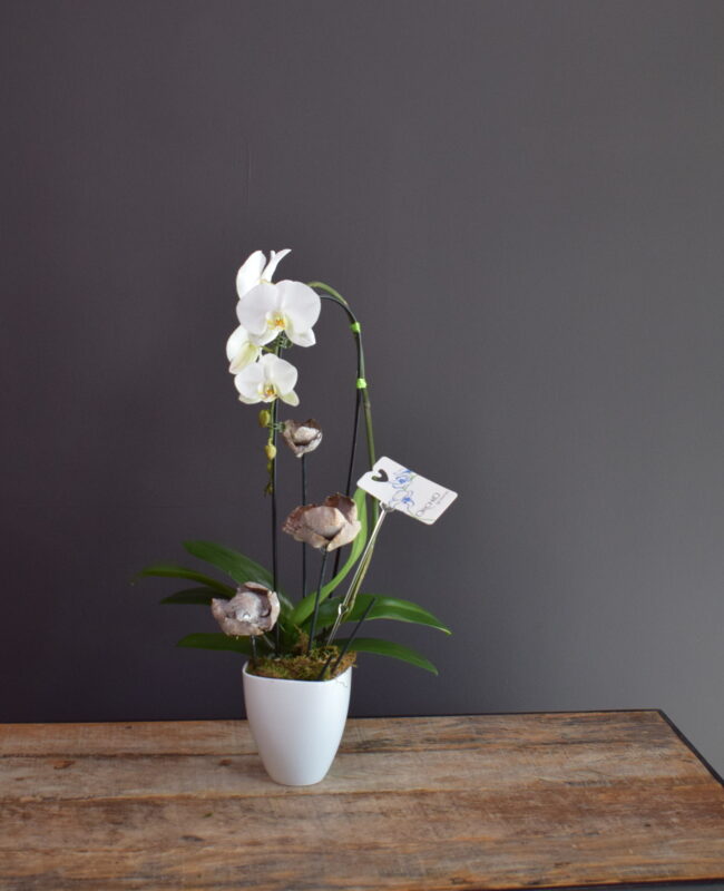 Simple & Pure Orchid