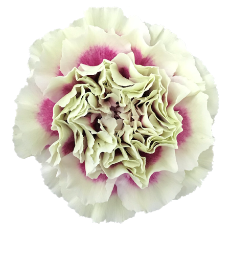 Carnation Lady Amiga