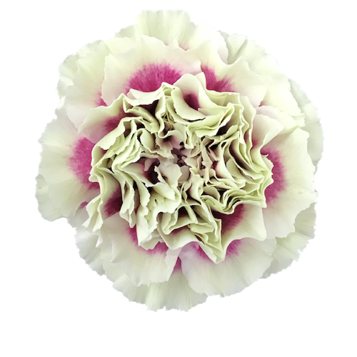 Carnation Lady Amiga