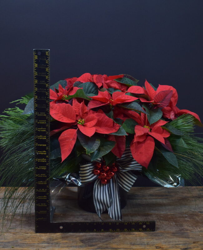 BOUTIQUE POINSETTIA RED DOUBLE DRESSED