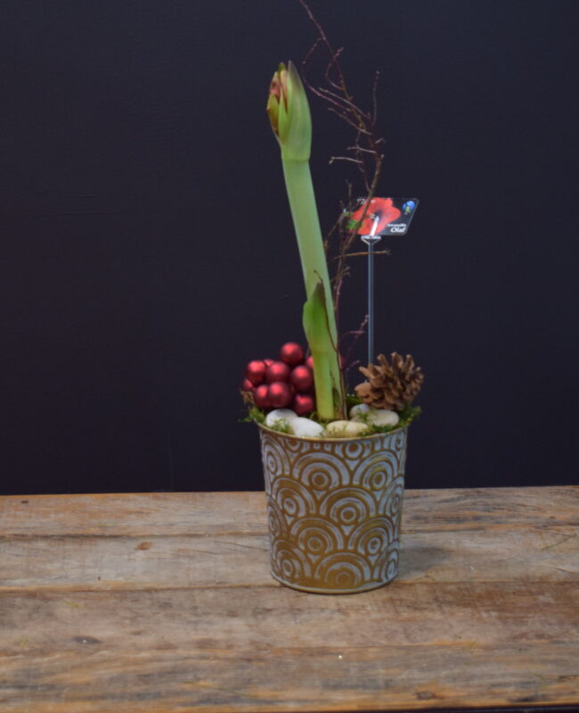 Amaryllis Holiday Style Planter