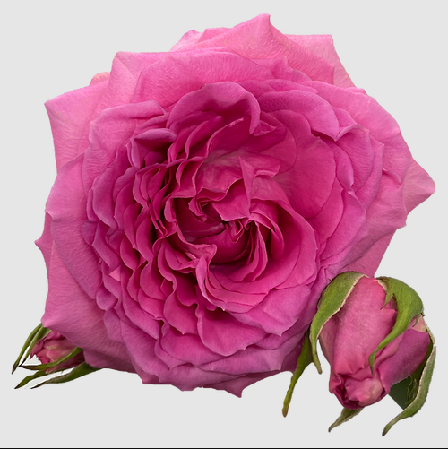 Rose Garden Amelily