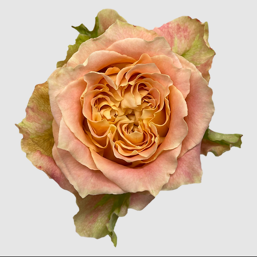 Rose Garden Louise