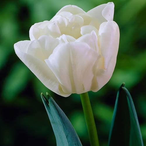 Tulip Double White