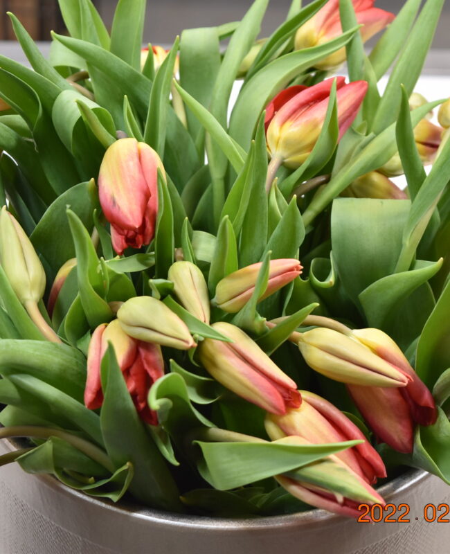 TULIP SGL STRONG FIRE