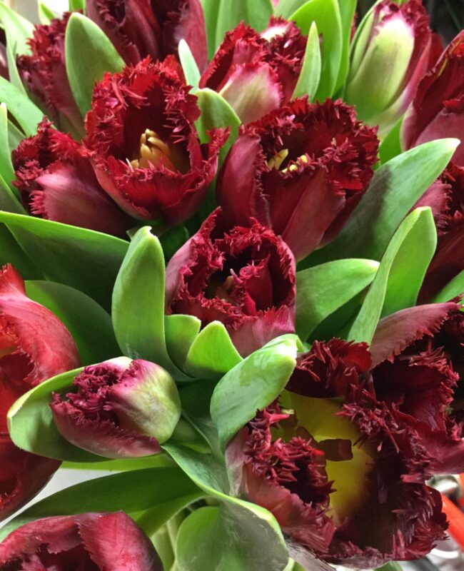 Tulip Frilly Beyonce