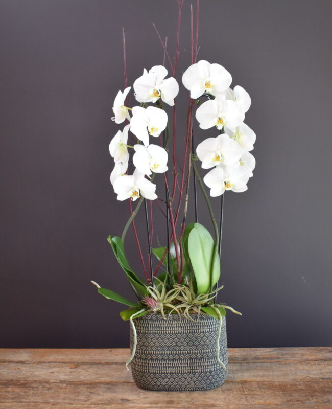 Kjeld Orchid