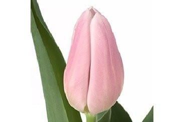 Tulip Parrot Light Pink