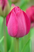 Tulip Parrot Dark Pink