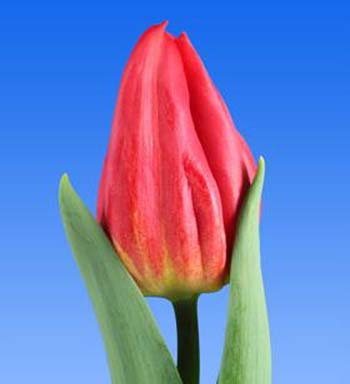 TULIP SGL STRONG FIRE