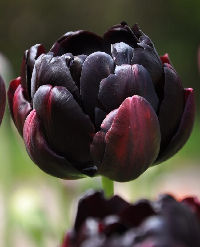 Tulip French Black Hero