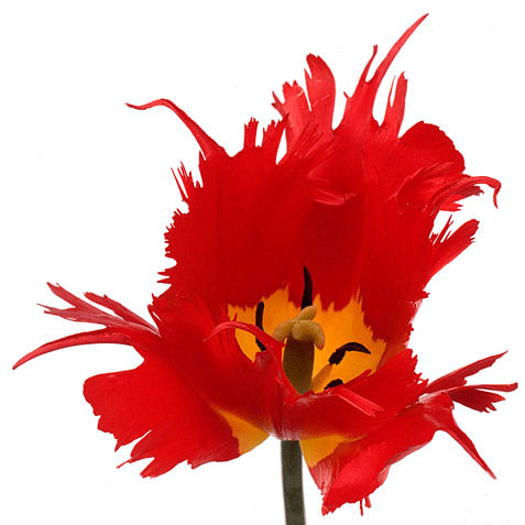 Tulip Frilly Leo