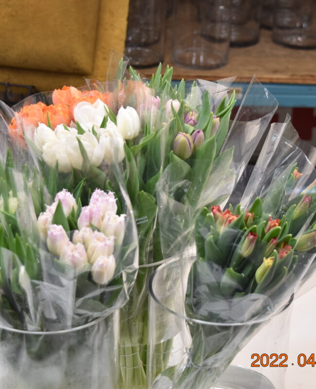 Tulip Assorted Divisions