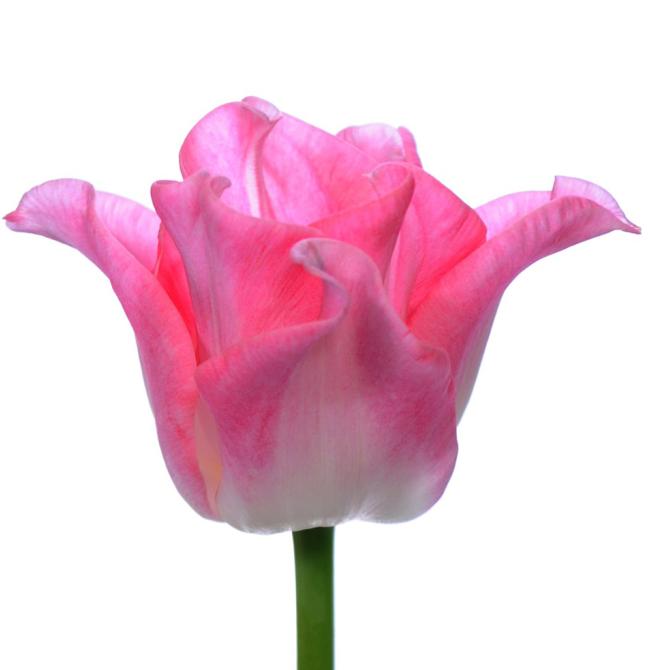 Tulip Lily Crown of Dynasty