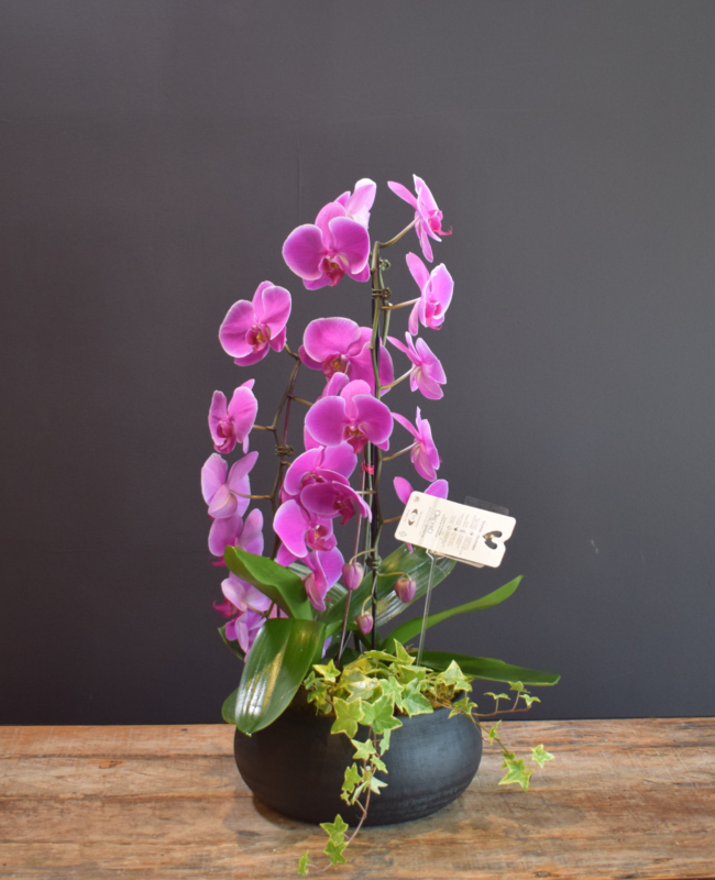 Purple Love Orchid Planter