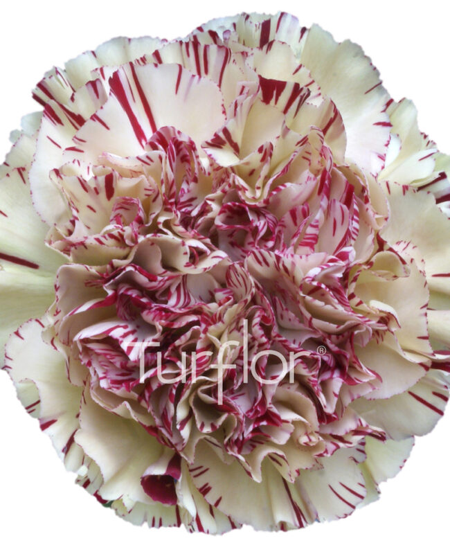 CARNATION PAOLETTO