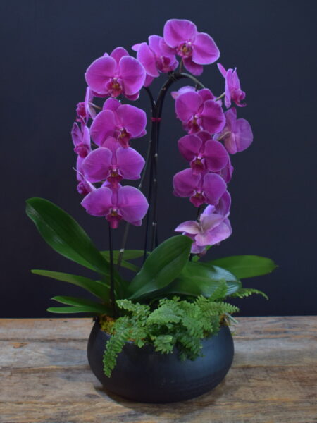 Purple Orchid Elegance