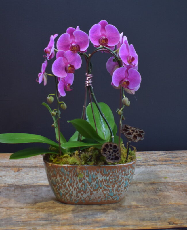 Gustavo Double Orchid