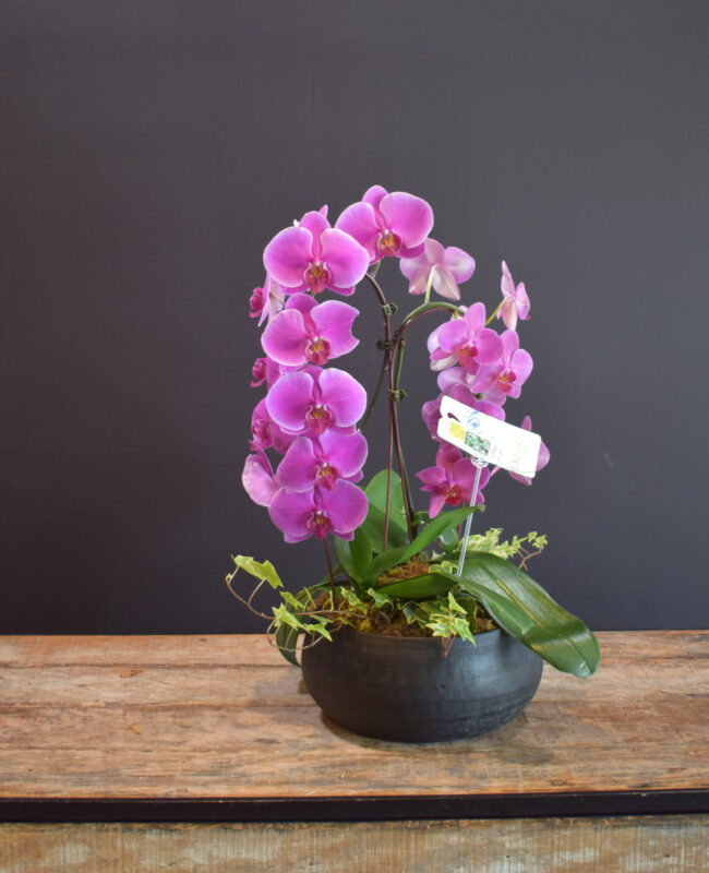 Passionate Purple Orchid Planter