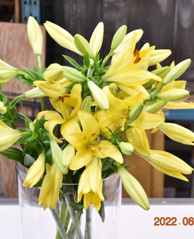 Lily Asiatic Yellow 2/3