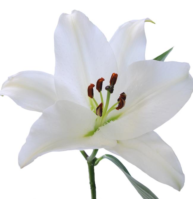 LILY ORIENTAL ASSORTED WHT 4/5