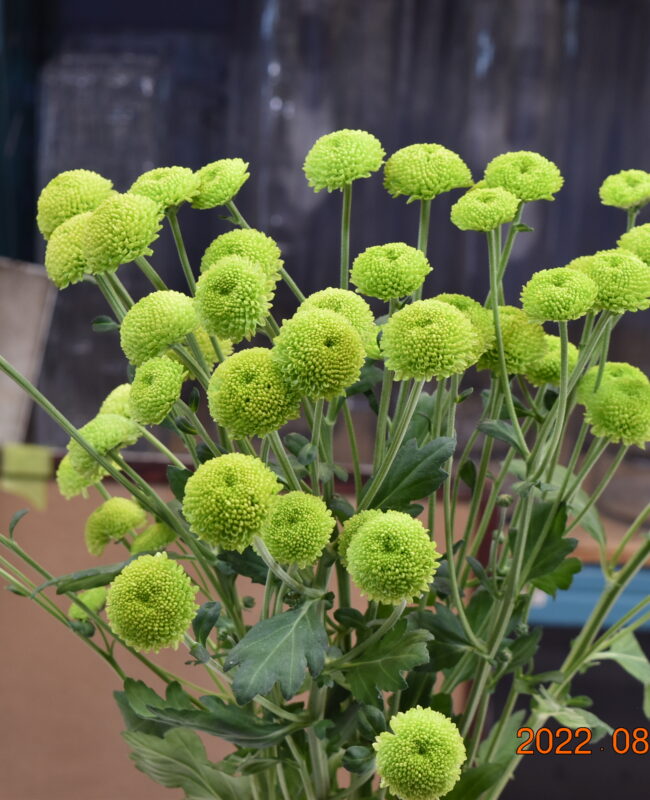 Chrysanthemum Green Button