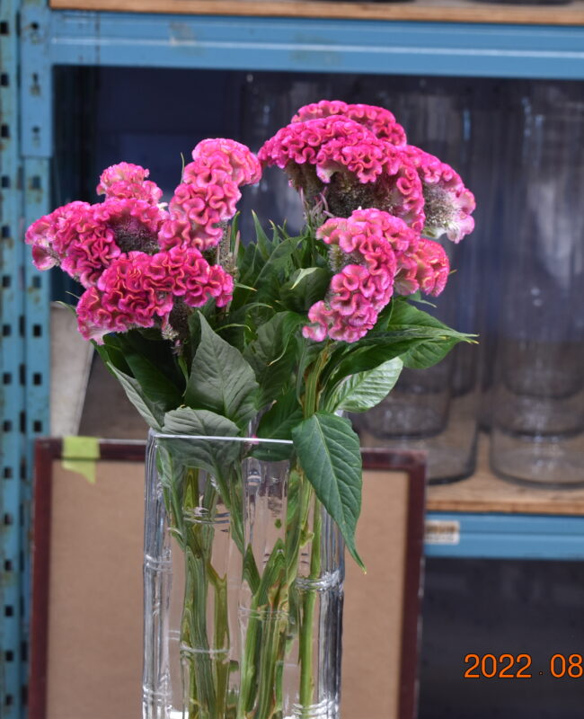 CELOSIA PINK
