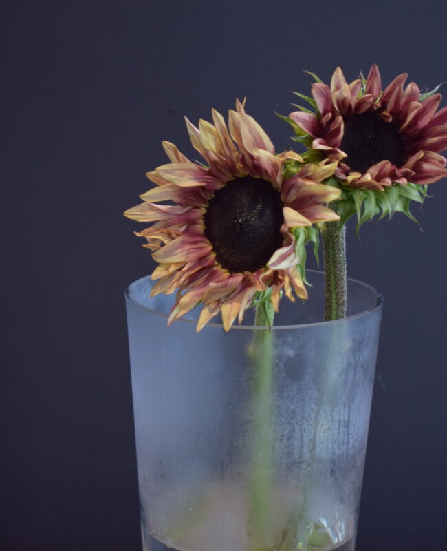 Sunflower Procut Plum