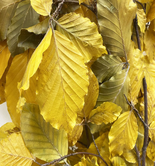 BEECH LEAVES PRESERVED YELLOW 80g