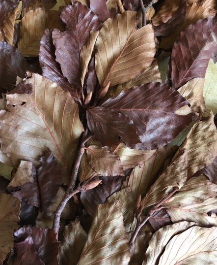 BEECH LEAVES PRESERVED BROWN 80g