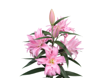 Lily Oriental Double Diantha
