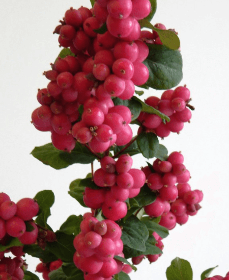 SNOWBERRY MAGICAL RUBY FALL