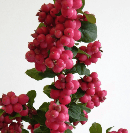 SNOWBERRY MAGICAL RUBY FALL