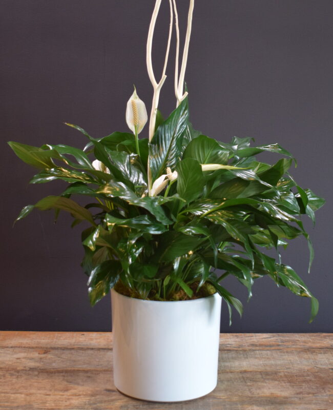 Peace Lily Tropical
