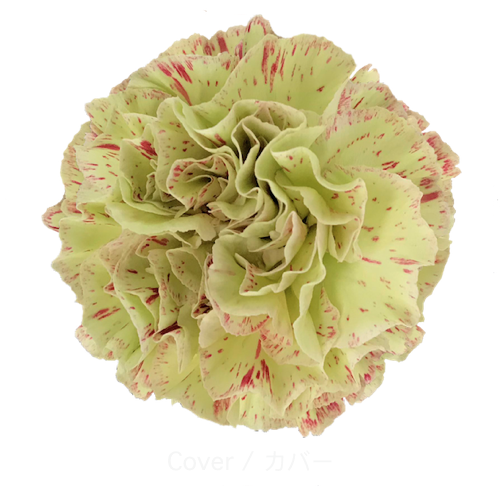 Carnation Cover