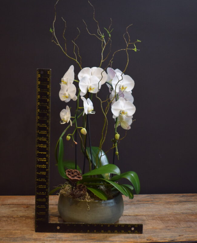 Curly Willow with Orchid