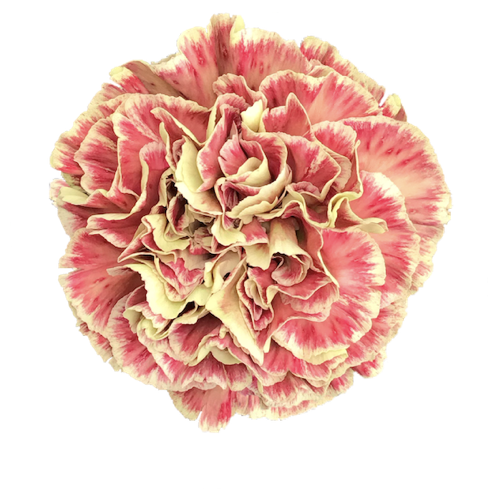 CARNATION WINE COVER