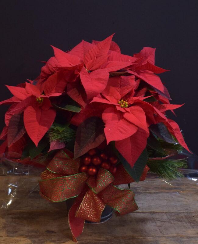 Boutique Poinsettia Red Single Dressed
