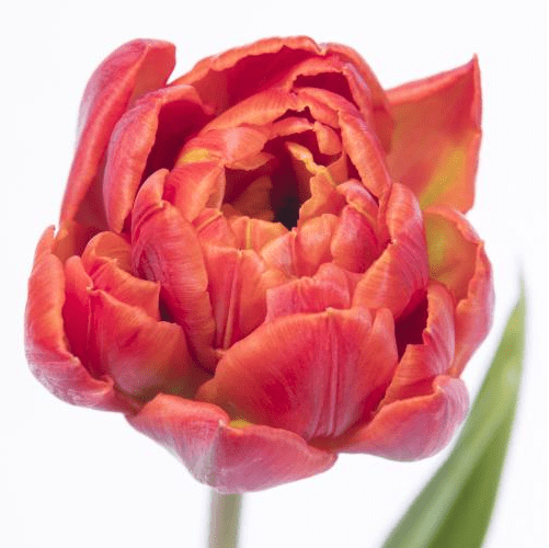 TULIP DOUBLE RED PRINCESS