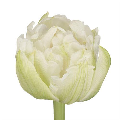 Tulip Double White