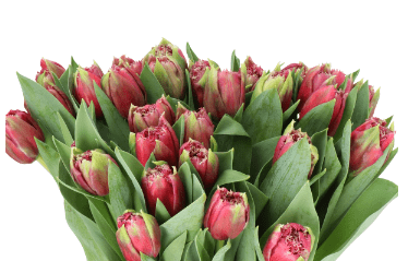 Tulip Frilly Mascotte Rouge