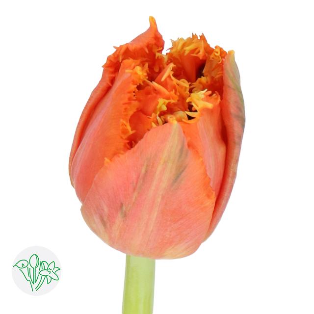 Tulip Frilly Orange Passion