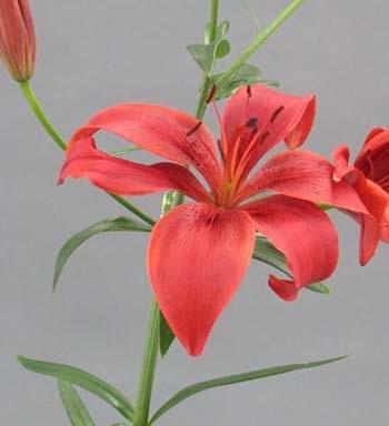 LILY ASIATIC RED 2/3