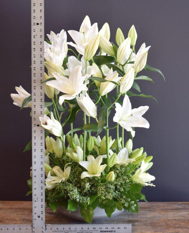 Boutique Lily Hedge