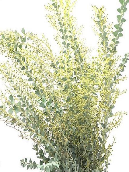 Acacia Knifeblade 500g