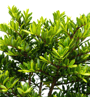 Diasmifolia
