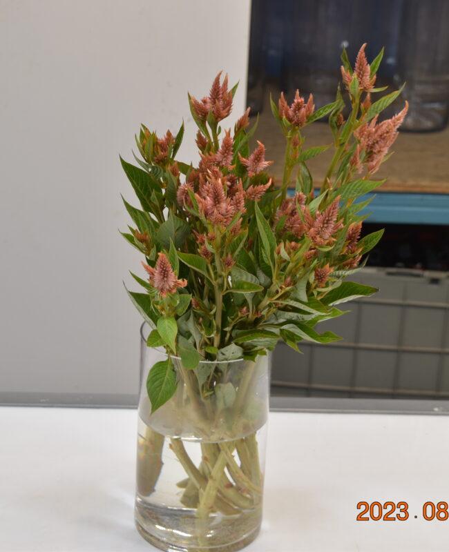 Celosia spicata assorted